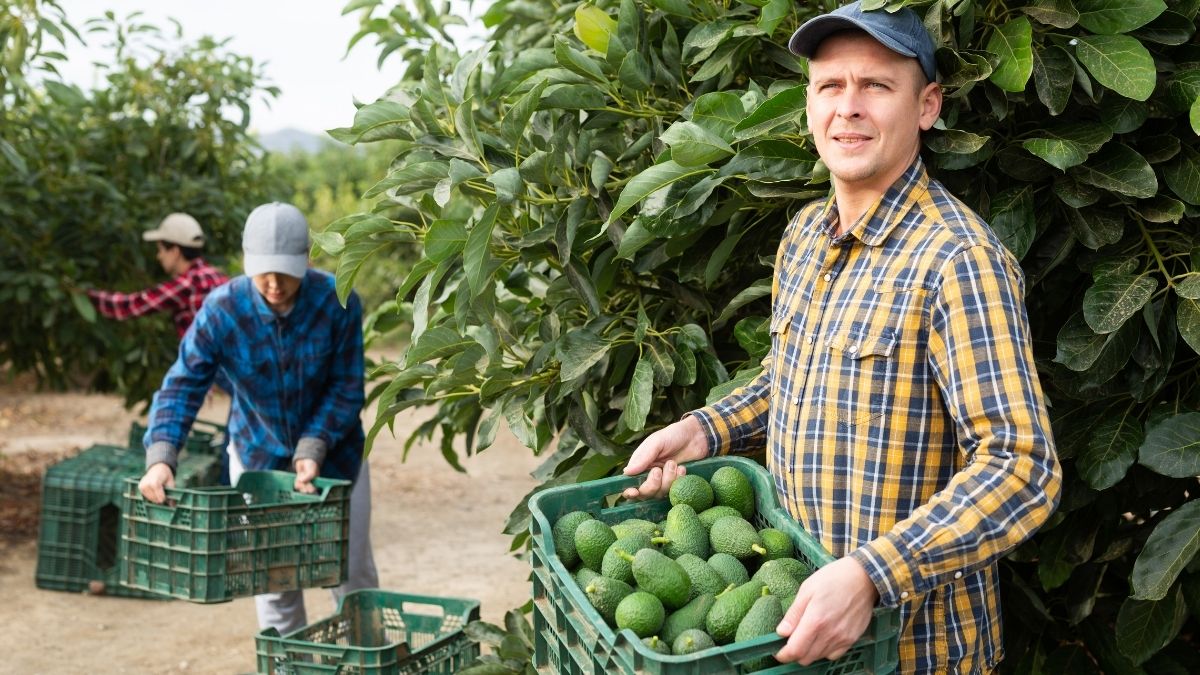 Por que Estados Unidos suspendio las inspecciones al aguacate de Michoacan