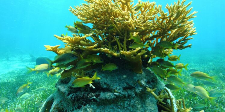 Ola de calor amenaza con blanqueamiento a corales de Quintana Roo