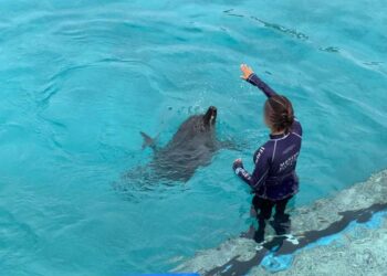Delfines asegurados en Cancún, en estado crítico