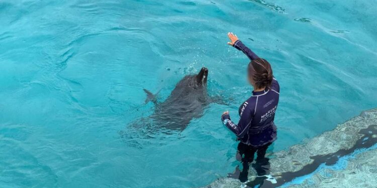 Delfines asegurados en Cancún, en estado crítico