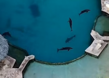Delfines en cautiverio y bajo el sol en Cancún: ¿Qué pasará con ellos?