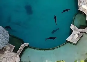 Exigen traslado de delfines del delfinario clausurado en Cancún
