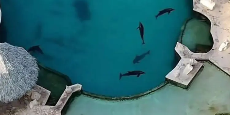 Exigen traslado de delfines del delfinario clausurado en Cancún