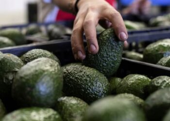 EU suspende embarques de aguacate tras alerta de seguridad en Michoacán
