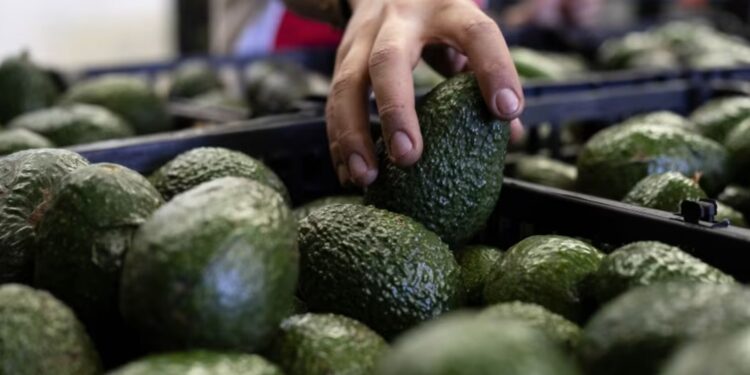 EU suspende embarques de aguacate tras alerta de seguridad en Michoacán
