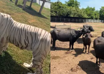 Aseguran 130 animales exóticos en rancho de Tamaulipas durante operativo contra el “huachicol”; había tigres, hienas y un camello