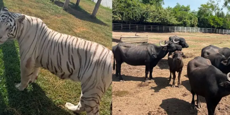 Aseguran 130 animales exóticos en rancho de Tamaulipas durante operativo contra el “huachicol”; había tigres, hienas y un camello