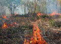 Quintana Roo combate tres incendios forestales activos; uno en vigilancia por acceso restringido