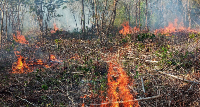 Quintana Roo combate tres incendios forestales activos; uno en vigilancia por acceso restringido