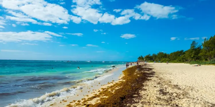 Semar reduce alerta por sargazo en Quintana Roo: baja el recale en costas