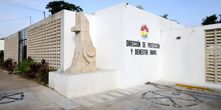 Garantiza Instituto de Protección y Bienestar Animal destino digno para animales fallecidos
