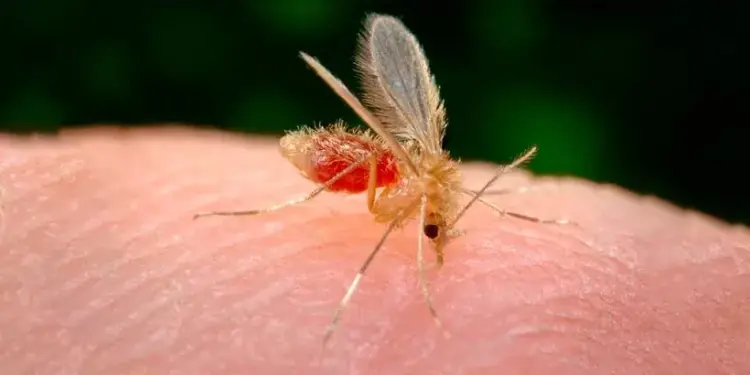 Alerta sanitaria en Quintana Roo por casos de leishmaniasis