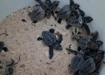 Altas temperaturas en Cancún adelantan nacimientos de tortugas