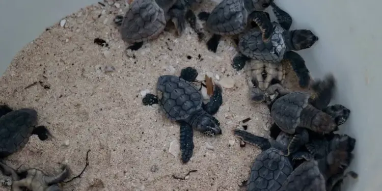 Altas temperaturas en Cancún adelantan nacimientos de tortugas