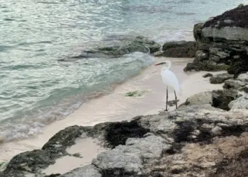 Microplásticos y químicos en cuerpos de agua de Quintana Roo