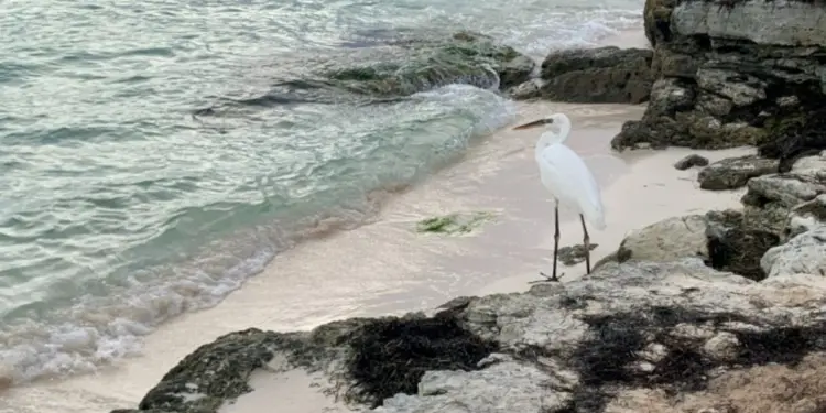 Microplásticos y químicos en cuerpos de agua de Quintana Roo