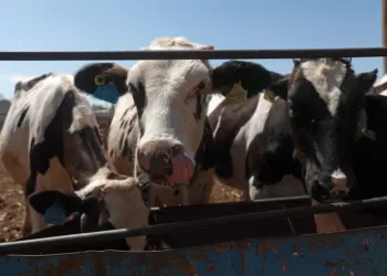 Productores mexicanos aplazan al 8 de septiembre reinicio de exportación de ganado a EE.UU.