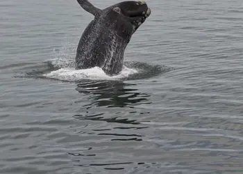 Espectáculo de ballenas en Punta del Este cautivó a decenas