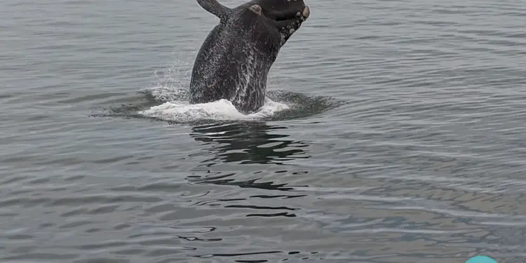 Espectáculo de ballenas en Punta del Este cautivó a decenas