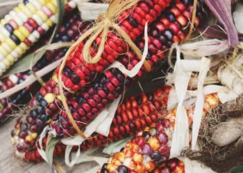 Día Nacional del Maíz: la raíz de la gastronomía mexicana