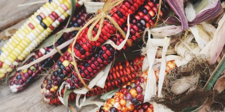 Día Nacional del Maíz: la raíz de la gastronomía mexicana