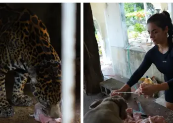 Reaparece Pepe Tigre en Cancún alimentando a un jaguar
