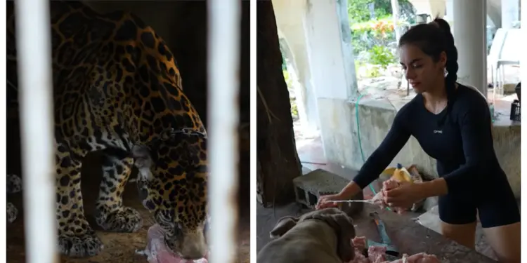 Reaparece Pepe Tigre en Cancún alimentando a un jaguar