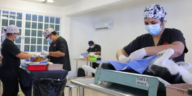 Esterilizaciones gratuitas en Cancun benefician a 150 mascotas