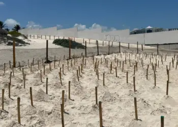 Tortugas marinas en Cancun Ecologia revisa manejo de corral en Hotel Live Aqua