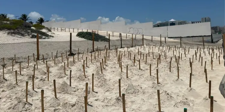 Tortugas marinas en Cancun Ecologia revisa manejo de corral en Hotel Live Aqua
