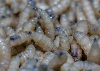 Querétaro registra 1,066 casos de gusano barrenador del ganado