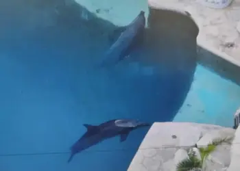 Rechazan presunto abandono de delfines enfermos en Quintana Roo