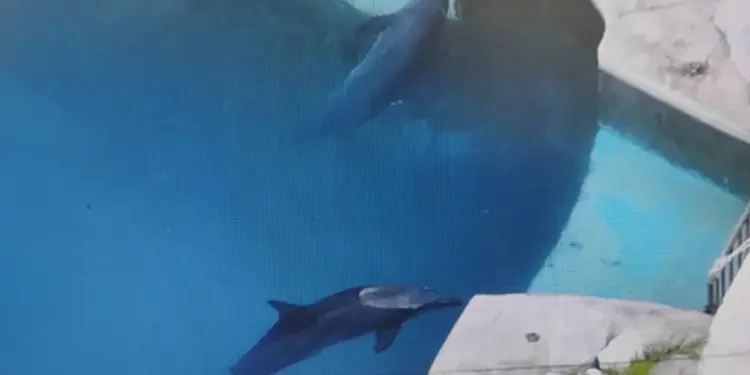 Rechazan presunto abandono de delfines enfermos en Quintana Roo