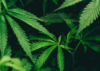 SCJN permite cannabis en alimentos para consumo personal