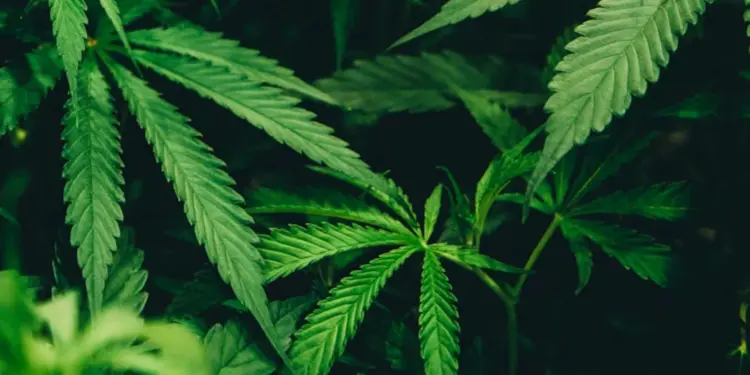 SCJN permite cannabis en alimentos para consumo personal