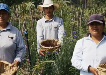 Arca Tierra recibe premio por rescatar las chinampas de Xochimilco