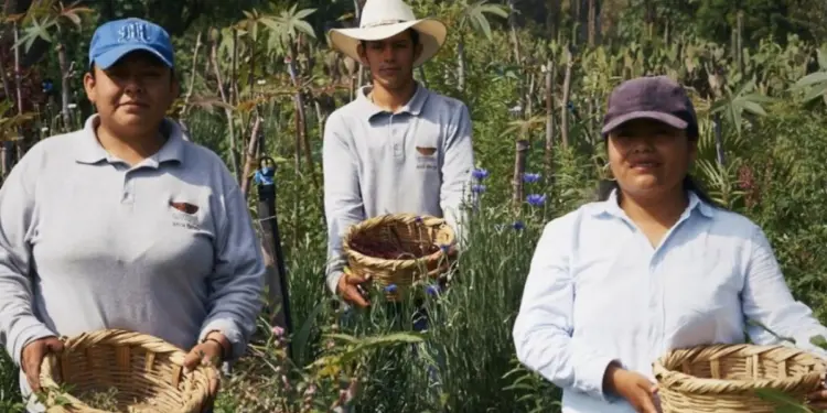 Arca Tierra recibe premio por rescatar las chinampas de Xochimilco