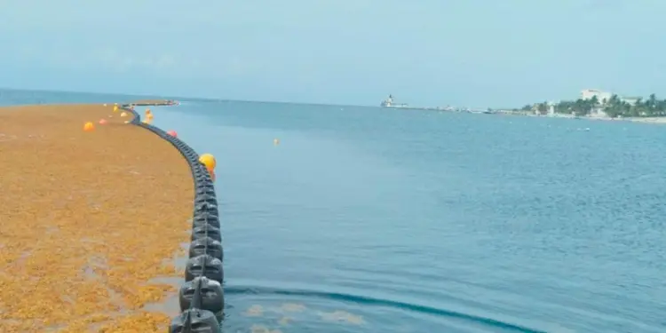 Pescadores de Quintana Roo integrados en captura de sargazo