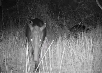 Fototrampas revelan la vida del tapir en Sian Ka’an