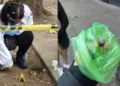 Investigan muerte de dos perros por posible envenenamiento en el Parque España