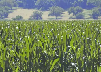 Producción agrícola mexicana, a la baja en 2025