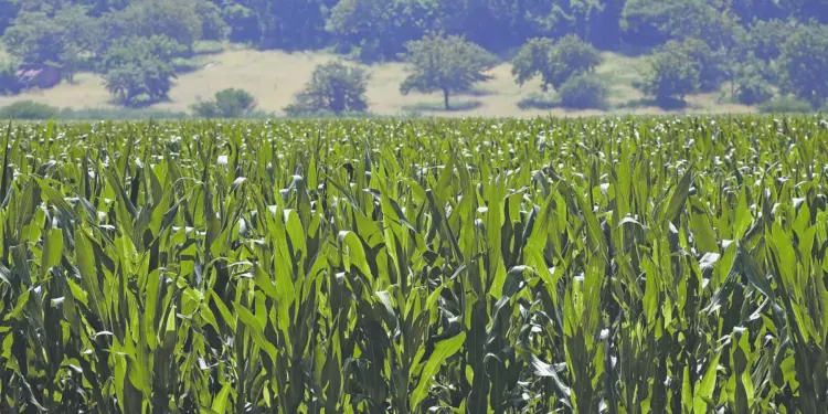Producción agrícola mexicana, a la baja en 2025
