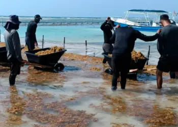 El impacto económico del sargazo en Quintana Roo