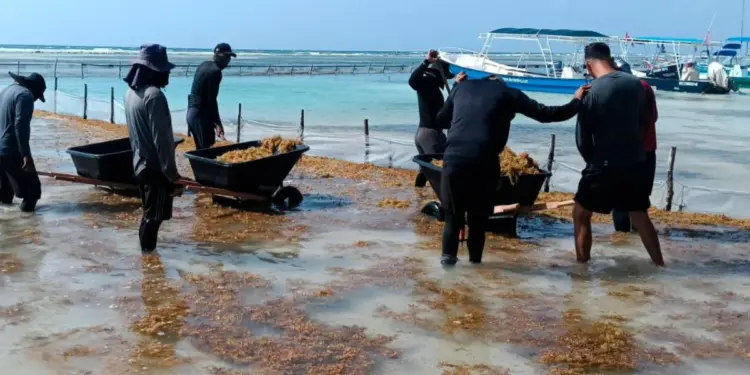 El impacto económico del sargazo en Quintana Roo