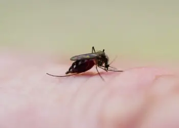 Dengue en Quintana Roo: 336 casos, casi 88% más que en 2025; estos son los síntomas