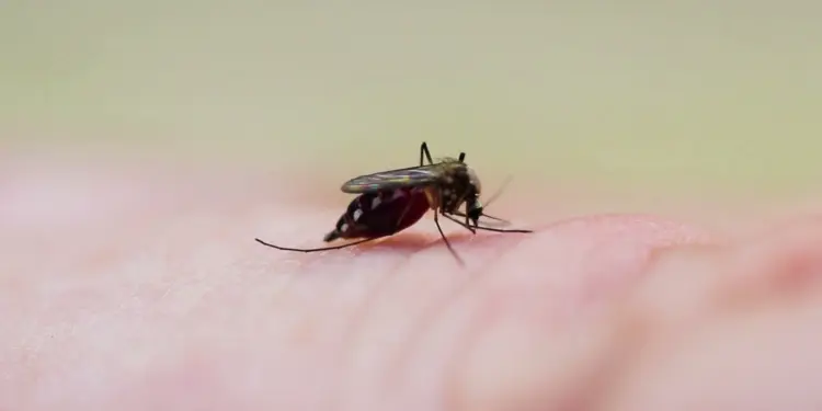 Dengue en Quintana Roo: 336 casos, casi 88% más que en 2025; estos son los síntomas