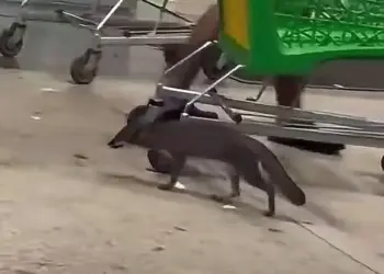 Confirman presencia de rabia en zorra gris en Cancún