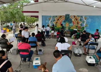 Esterilizan a 200 perros y gatos en la Supermanzana 259 de Cancún