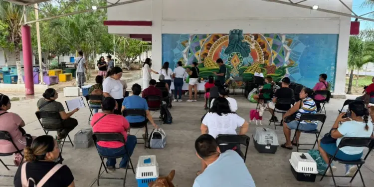 Esterilizan a 200 perros y gatos en la Supermanzana 259 de Cancún