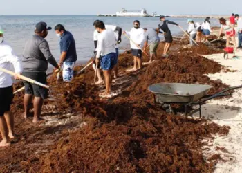 2026, el año más severo de arribazón de sargazo en el Caribe